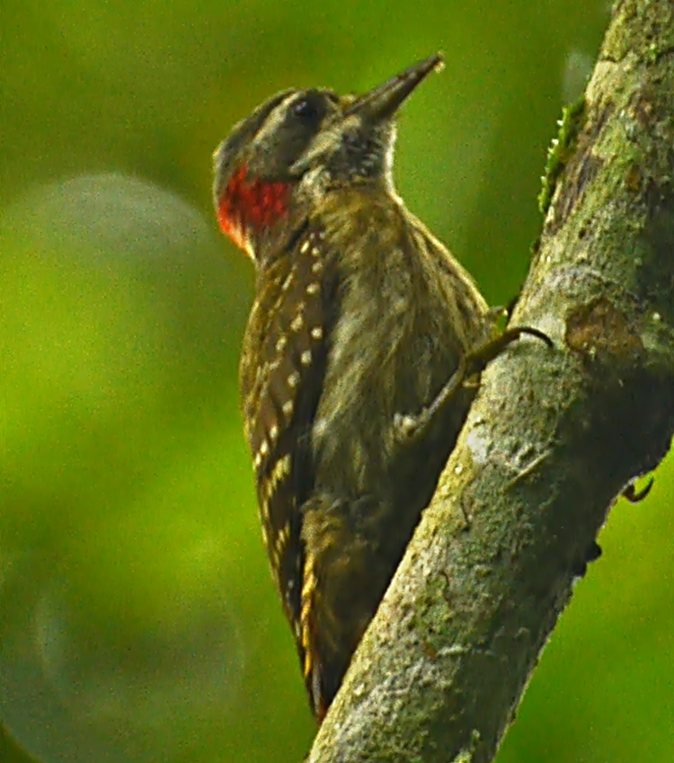 Sulawesi Pygmy Woodpecker