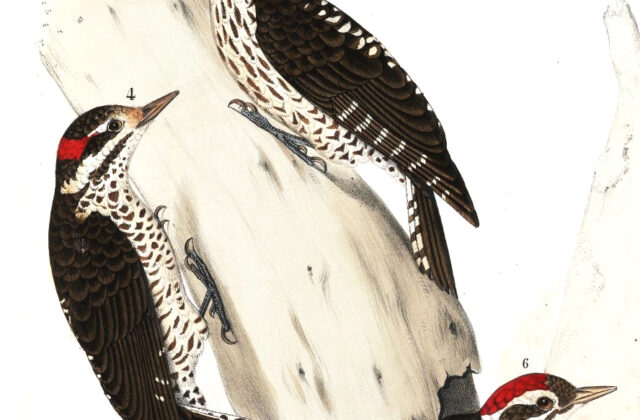 Strickland’s Woodpecker