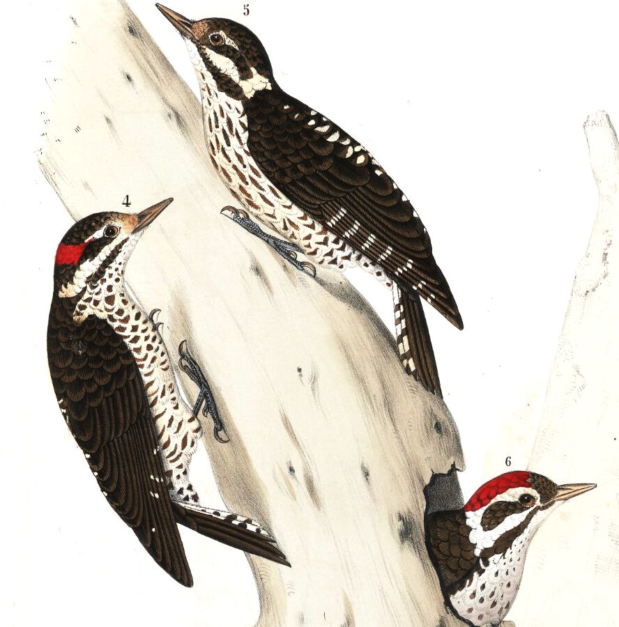 Strickland’s Woodpecker