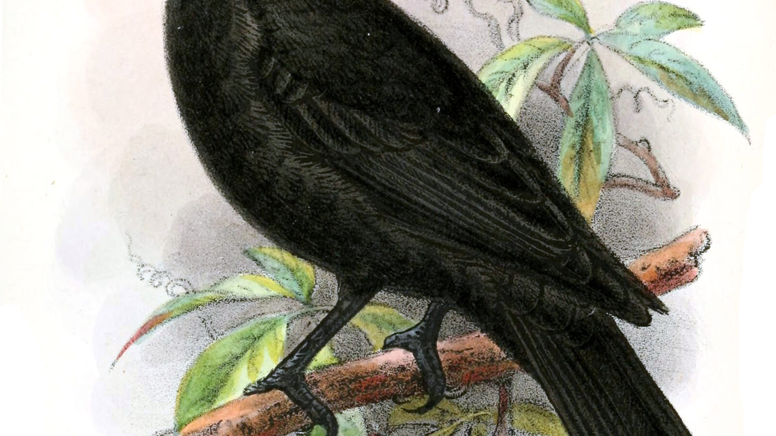 Red-crowned Malimbe