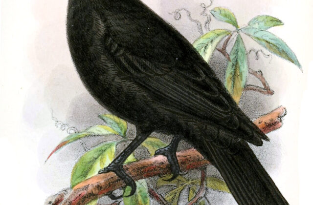 Red-crowned Malimbe