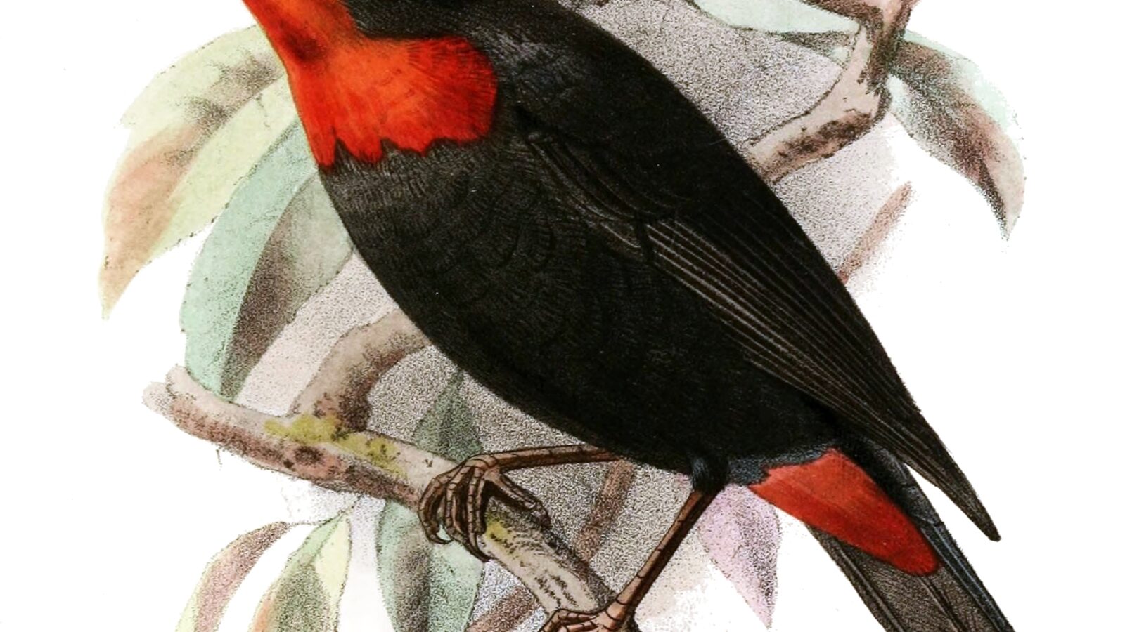 Red-vented Malimbe