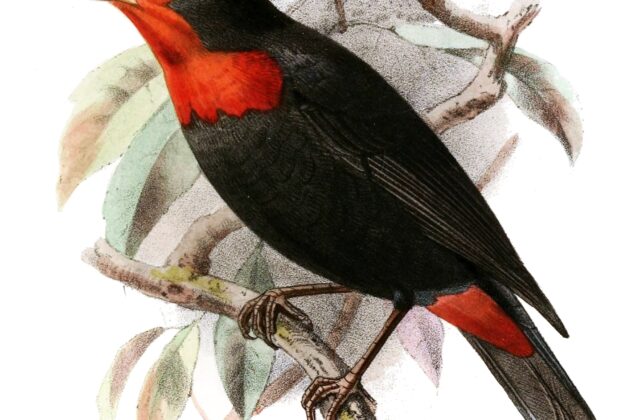 Red-vented Malimbe
