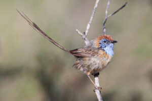 Mallee Emu-wren