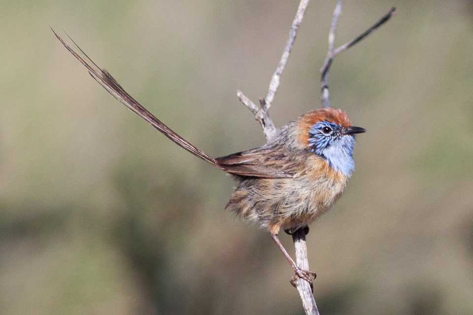 Mallee Emu-wren