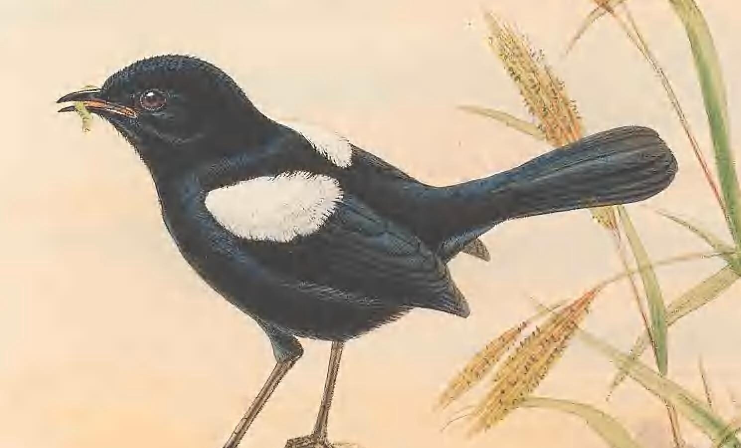 White-shouldered Fairywren