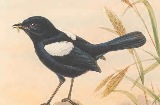 White-shouldered Fairywren