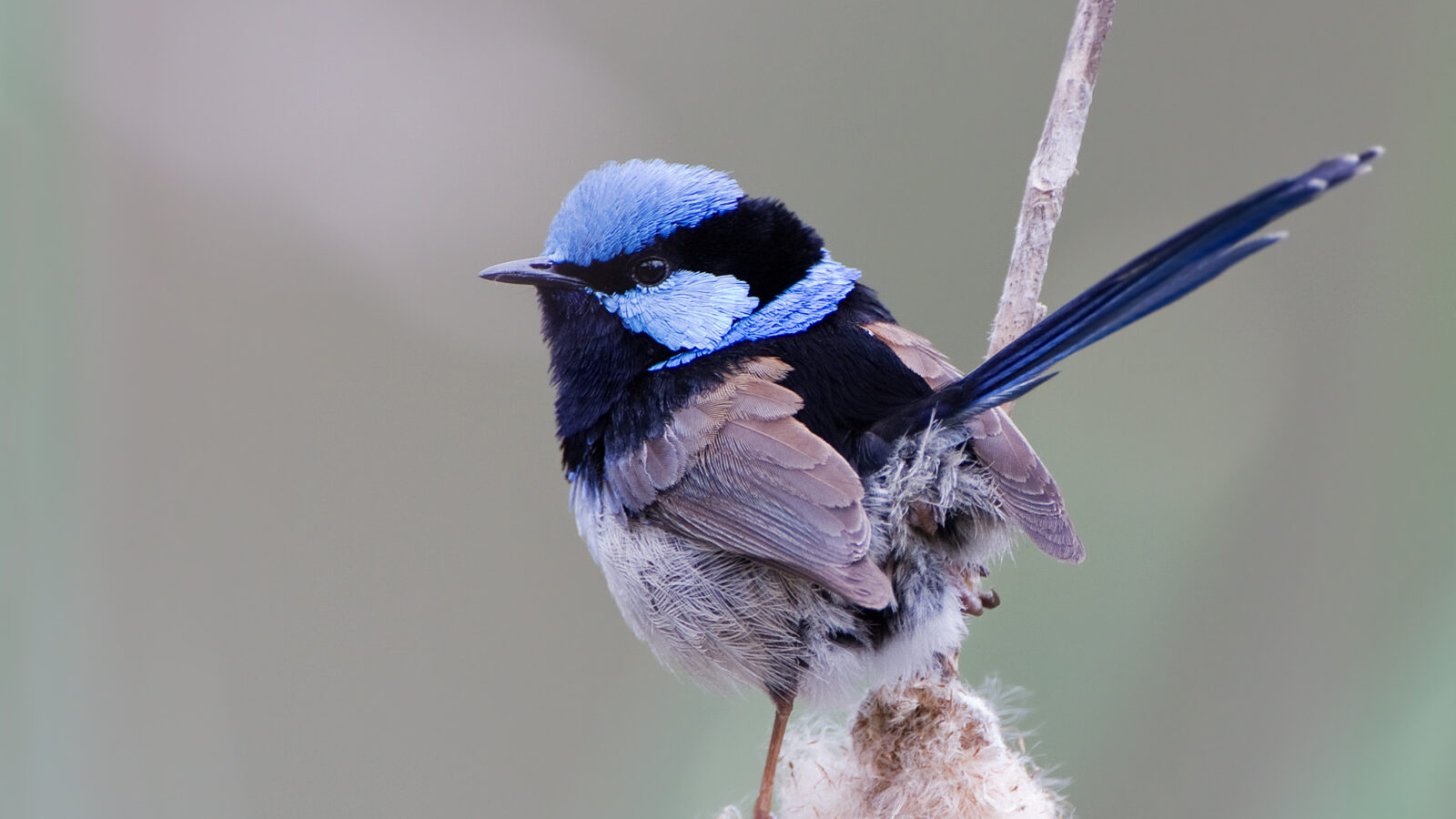 Superb Fairywren