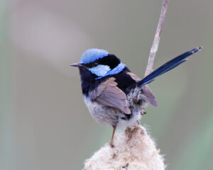Superb Fairywren