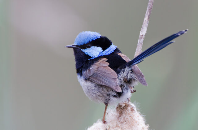 Superb Fairywren