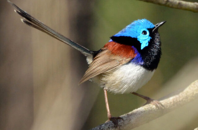 Variegated Fairywren
