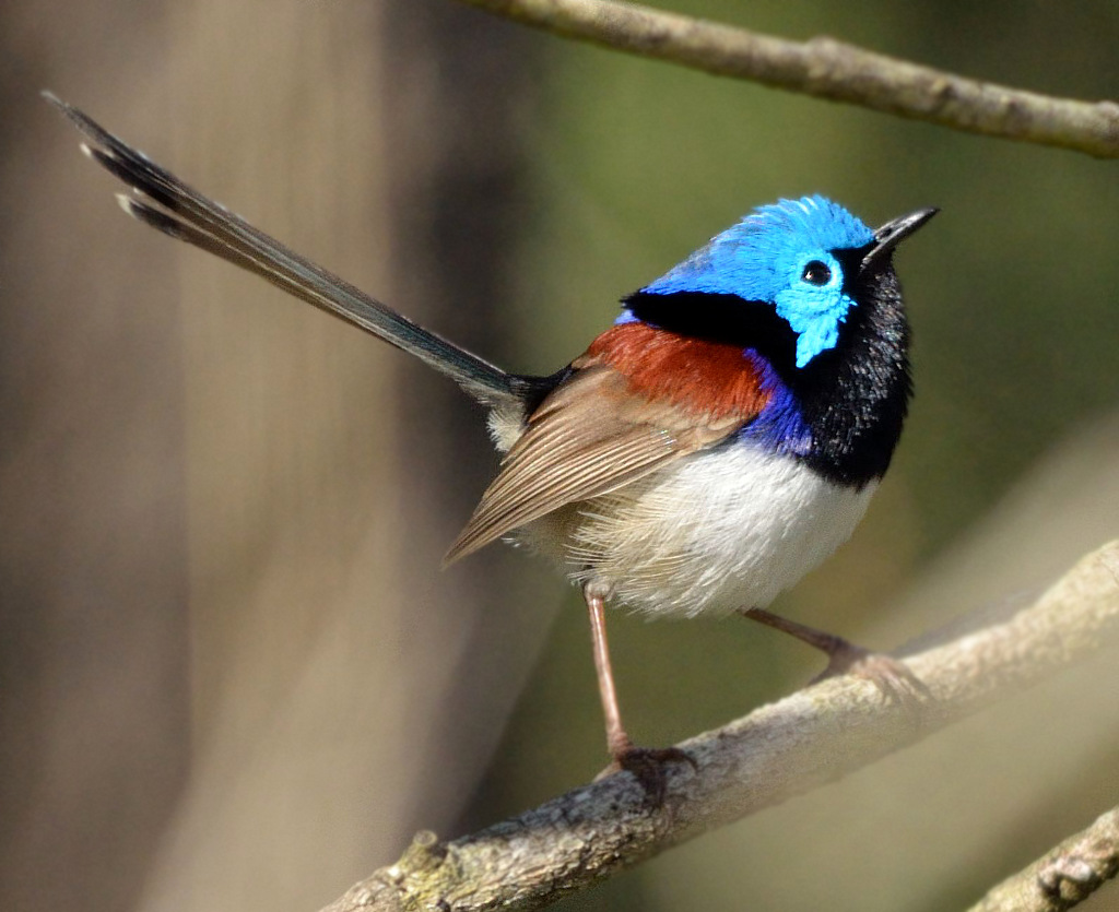 Variegated Fairywren