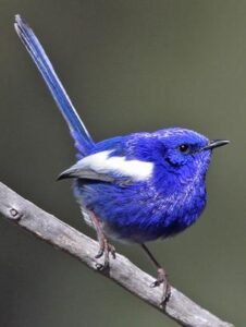 White-winged Fairywren