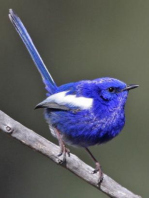 White-winged Fairywren