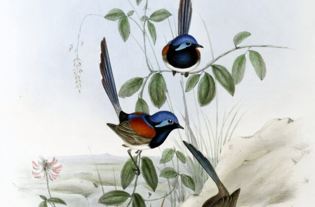 Blue-breasted Fairywren