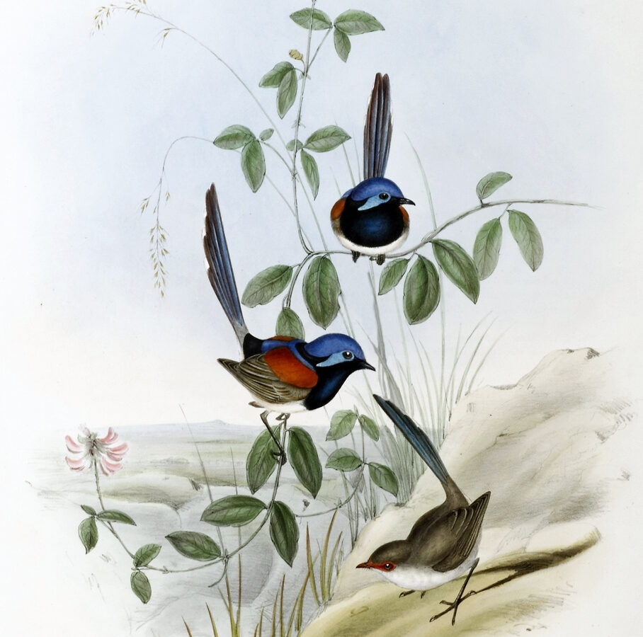 Blue-breasted Fairywren