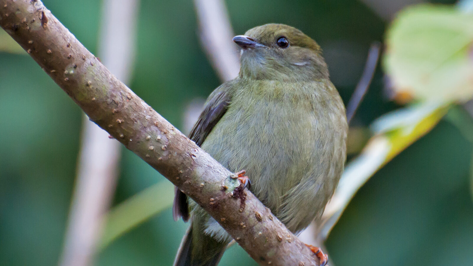 White-bearded Manakin