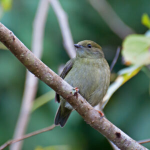 White-bearded Manakin