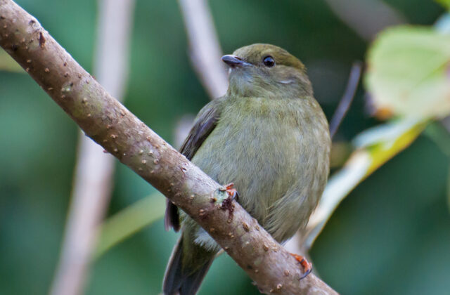 White-bearded Manakin