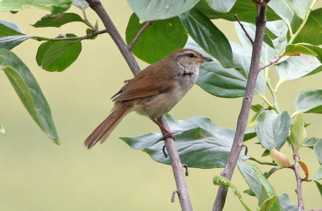 Manchurian Bush Warbler
