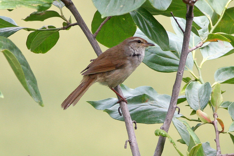 Manchurian Bush Warbler