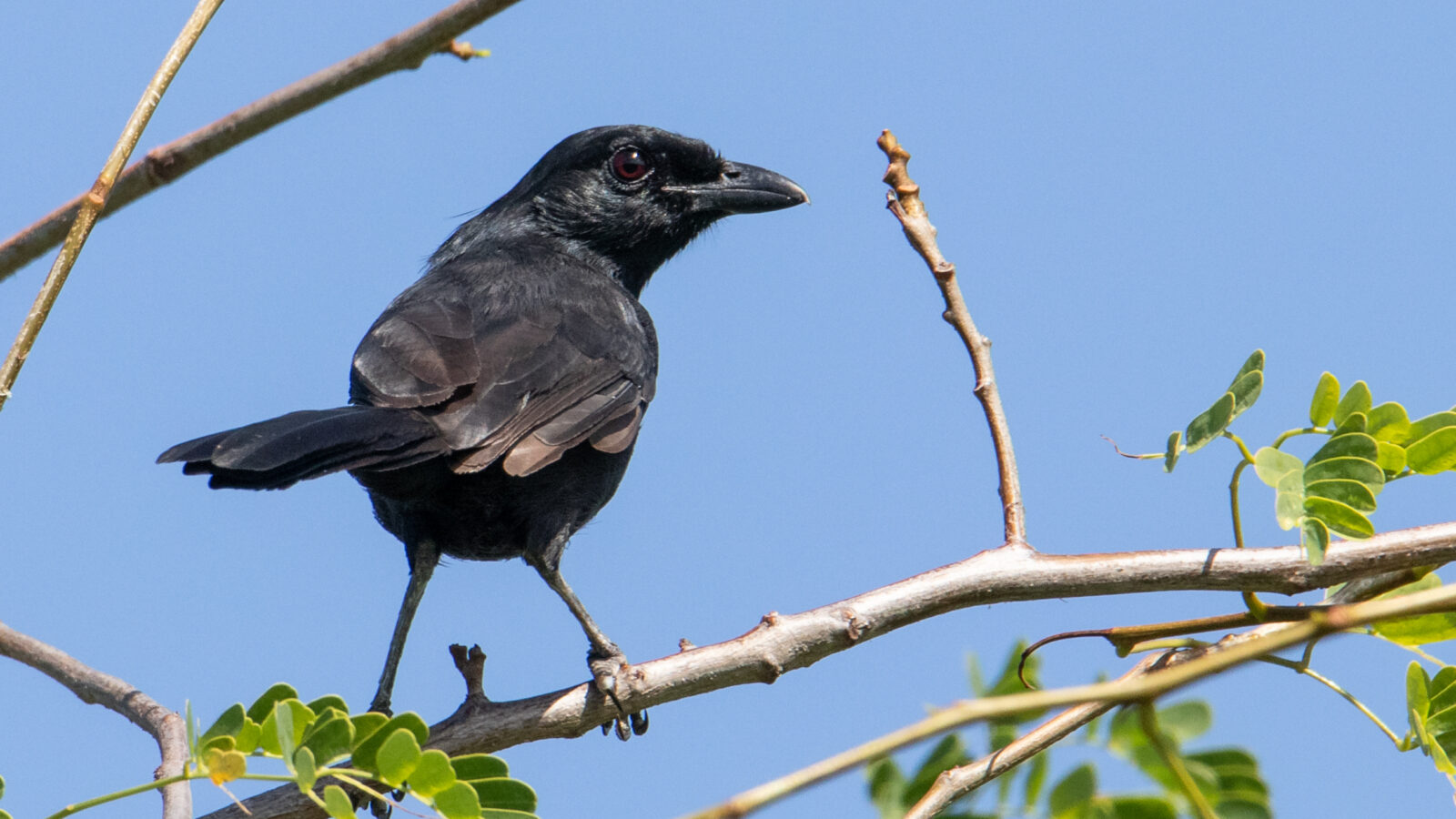Black Boubou