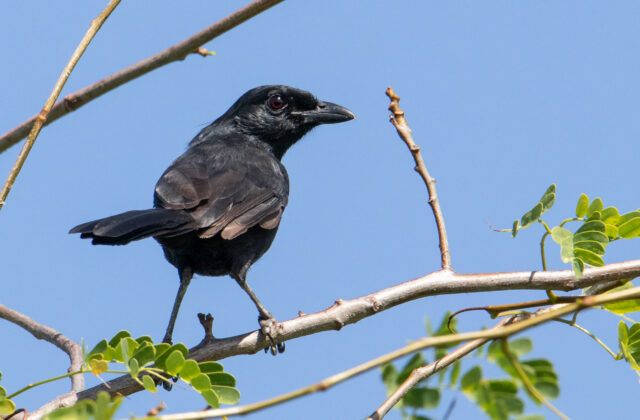 Black Boubou