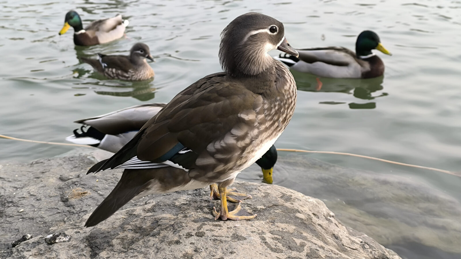 Mandarin Duck