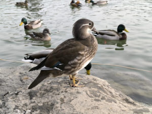 Mandarin Duck