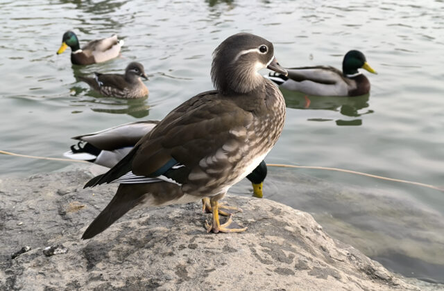 Mandarin Duck