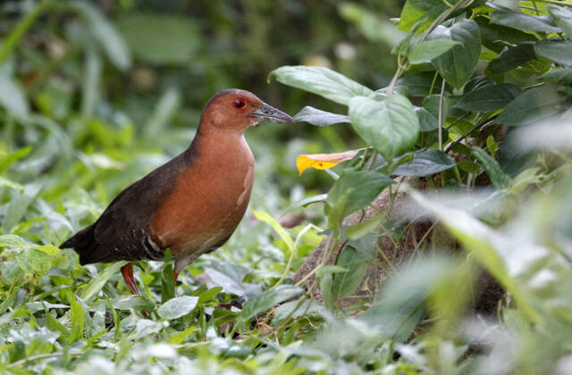 Band-bellied Crake