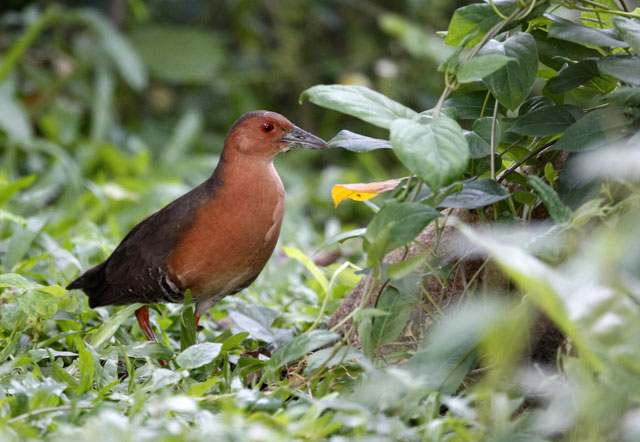 Band-bellied Crake