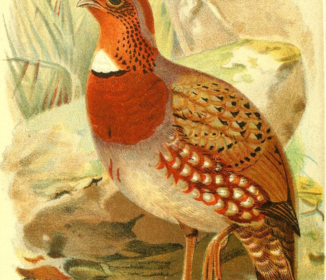 Chestnut-breasted Partridge