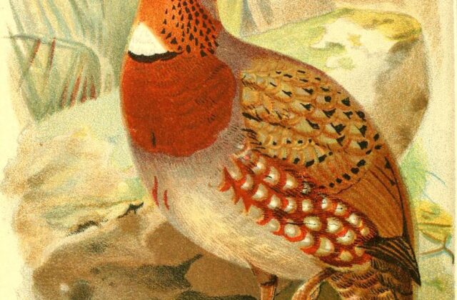 Chestnut-breasted Partridge