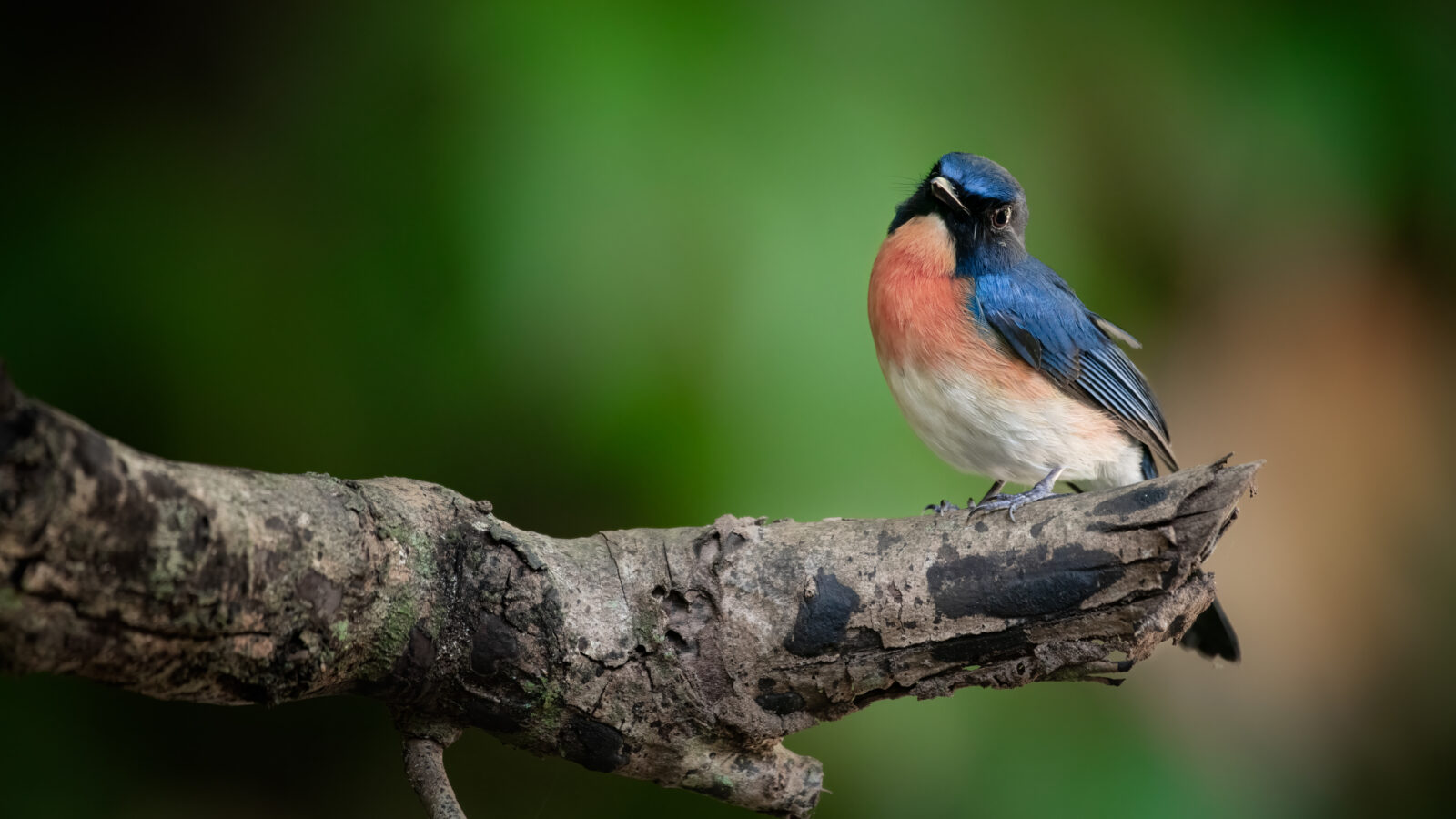 Mangrove Blue Flycatcher
