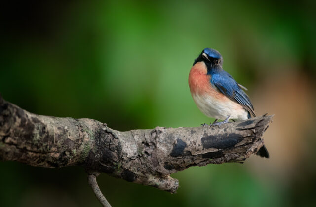 Mangrove Blue Flycatcher