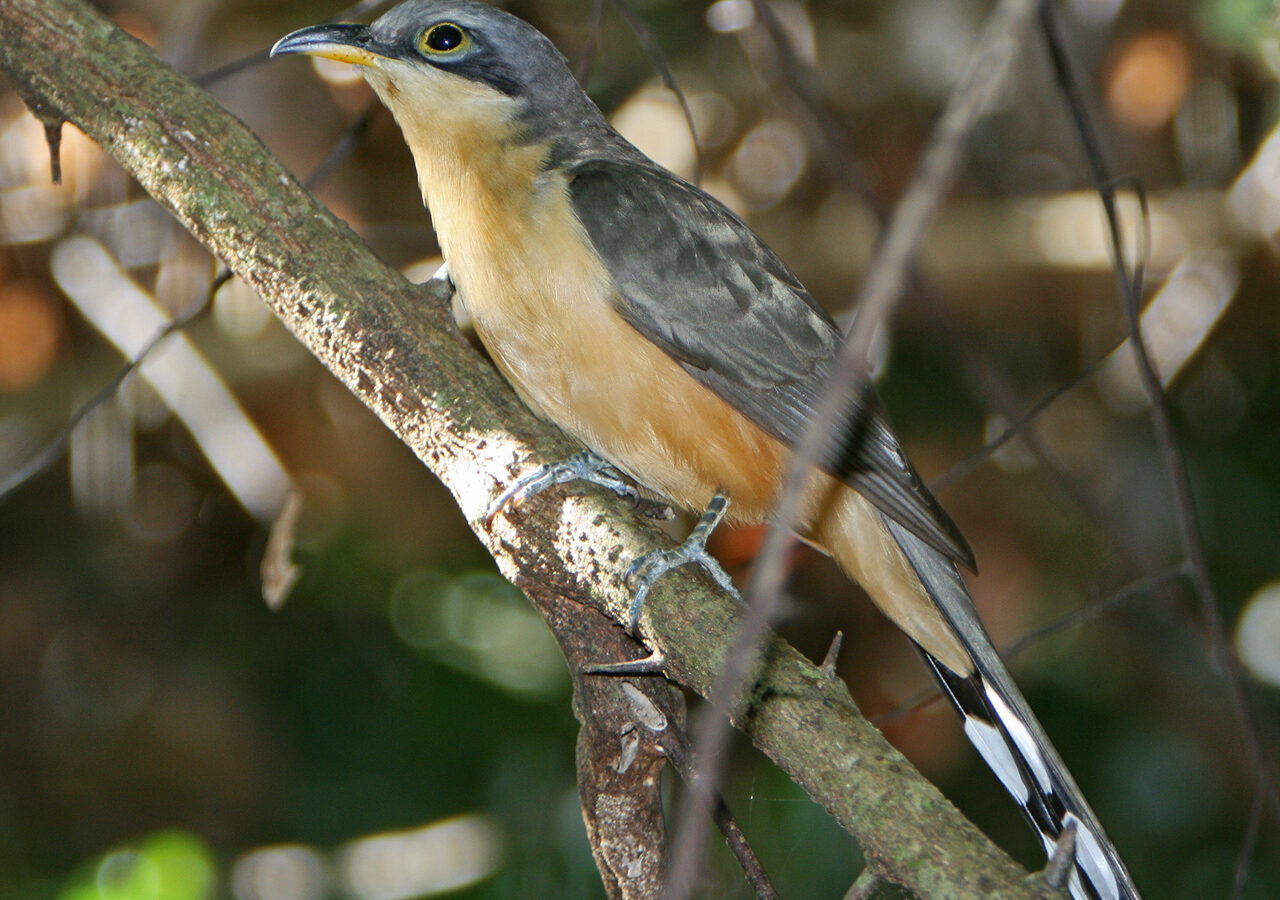 Mangrove Cuckoo