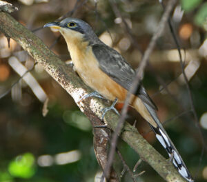Mangrove Cuckoo