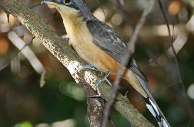 Mangrove Cuckoo