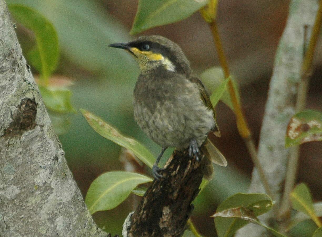 Mangrove Honeyeater