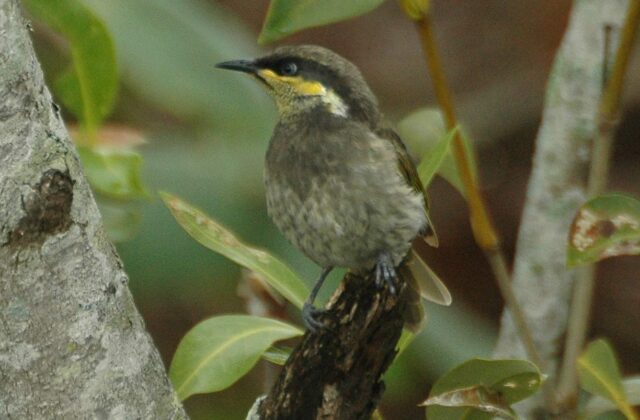 Mangrove Honeyeater