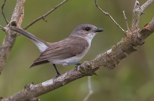 Mangrove Whistler