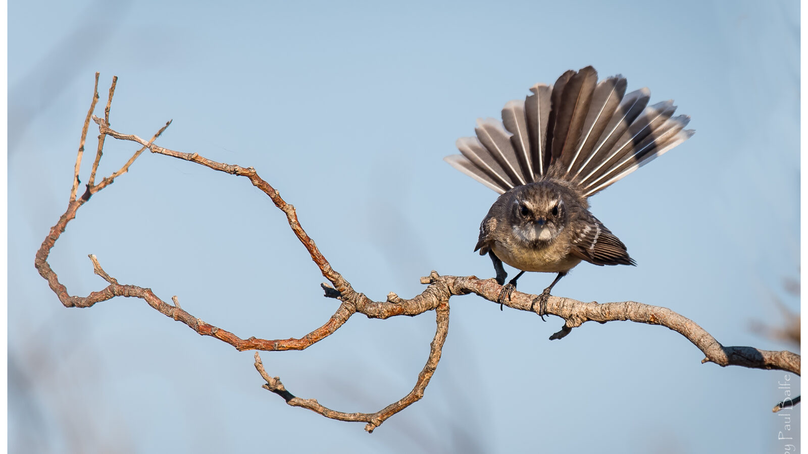 Mangrove Fantail