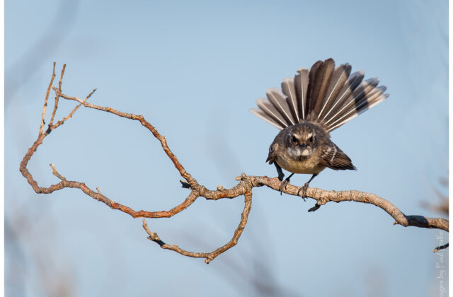Mangrove Fantail