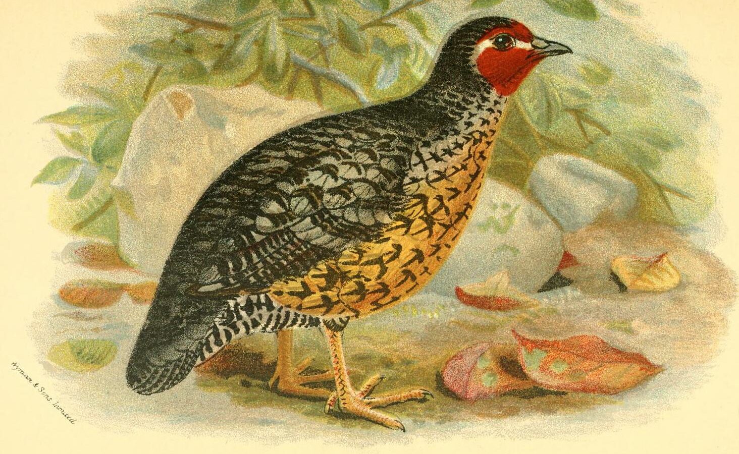 Manipur Bush Quail
