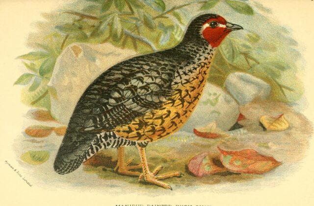 Manipur Bush Quail