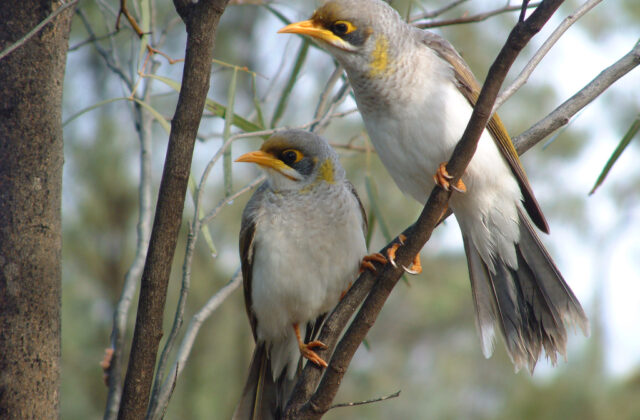 Yellow-throated Miner