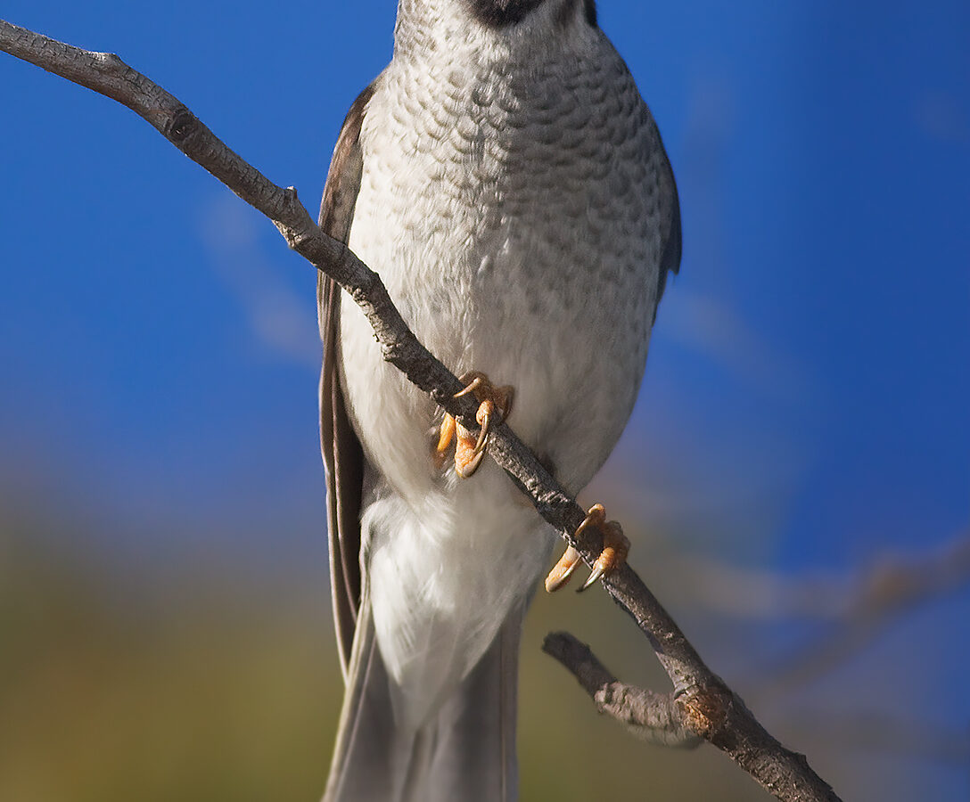 Noisy Miner