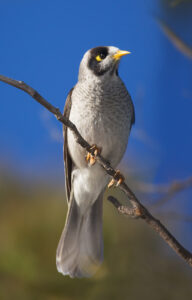 Noisy Miner