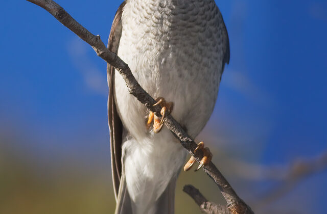 Noisy Miner